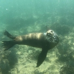 Tour al tiburon ballena la paz